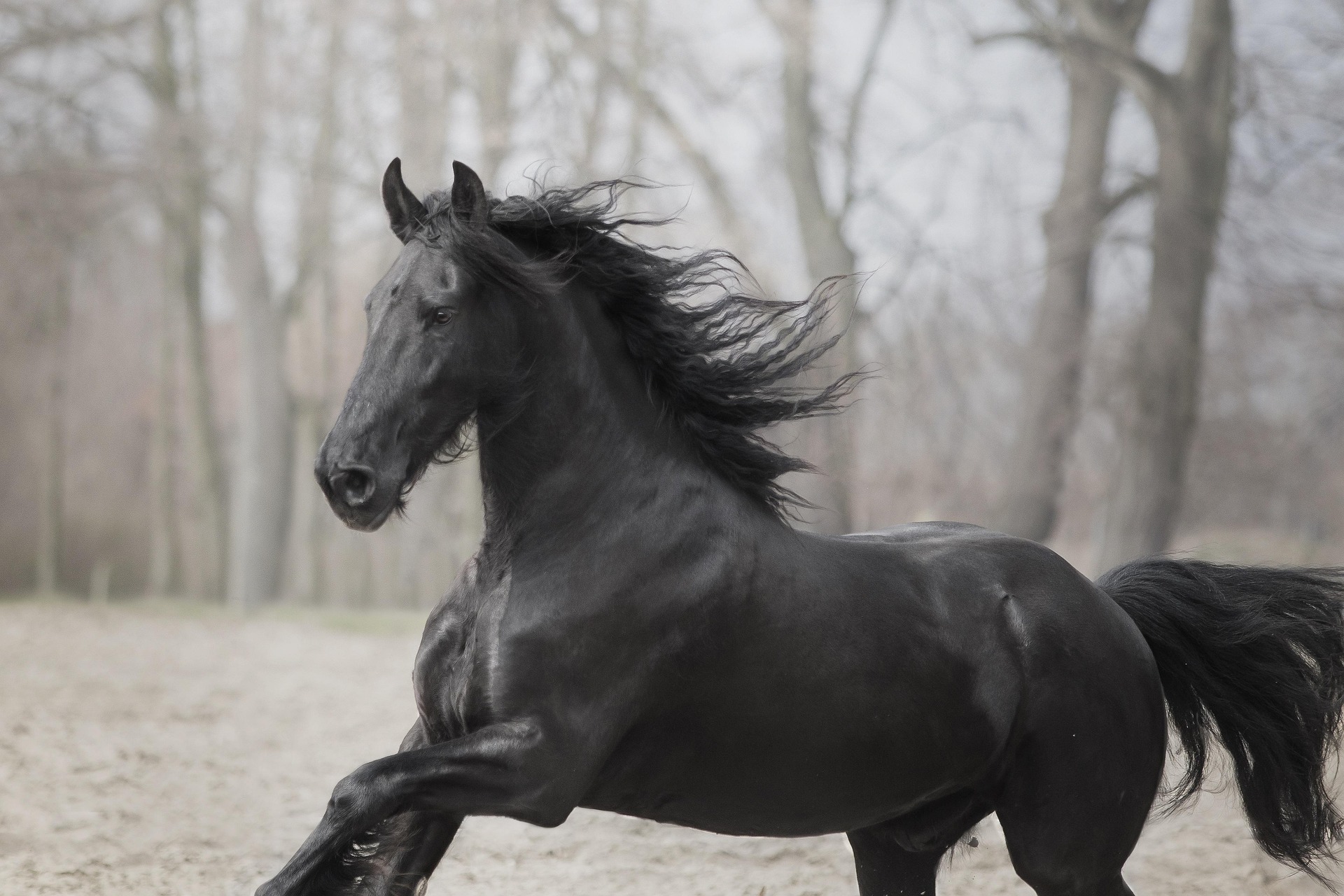 Caballo negro en ambiente brumoso