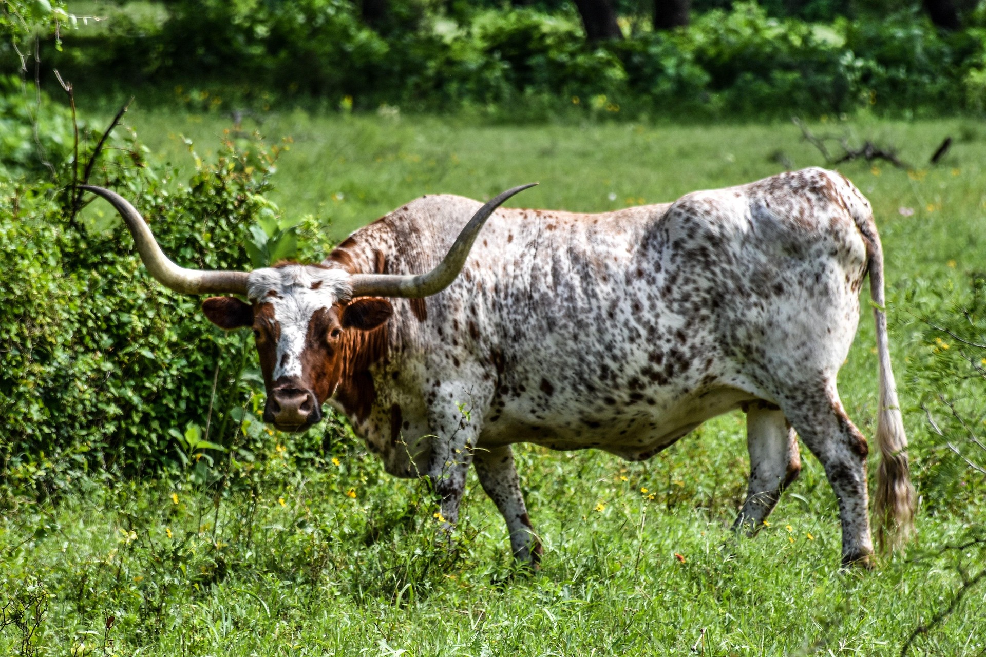 Longhorn en pradera verde